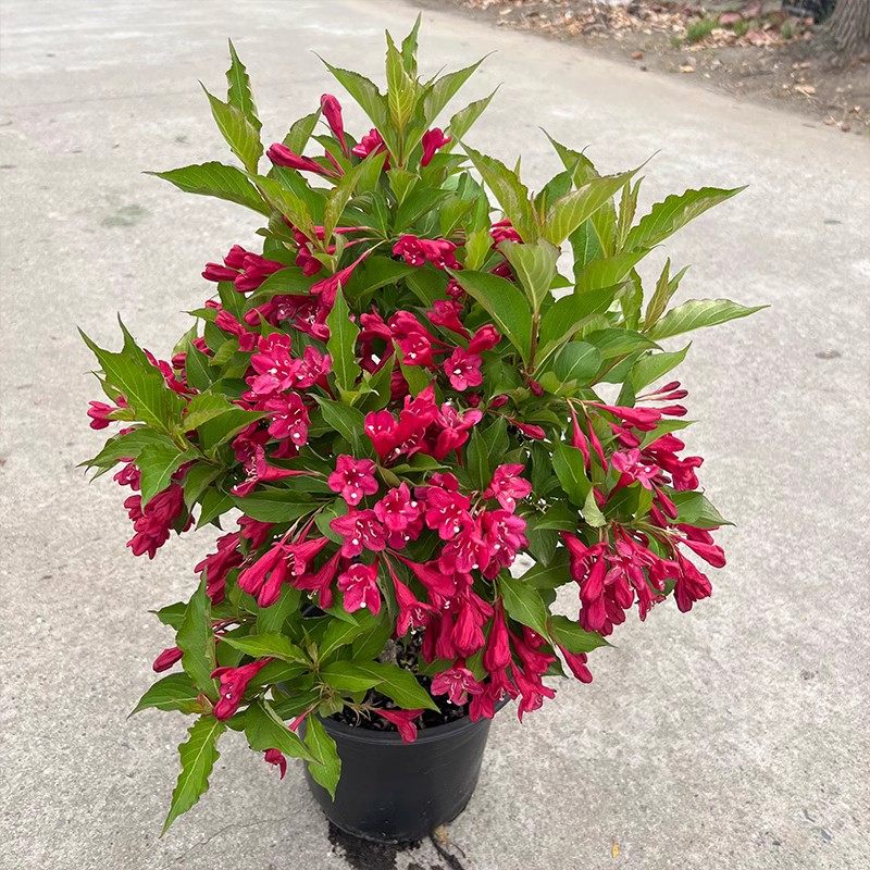 速发红王子锦带花苗带栽花栽地卉五彩锦盆花苗南北方庭院种植耐寒