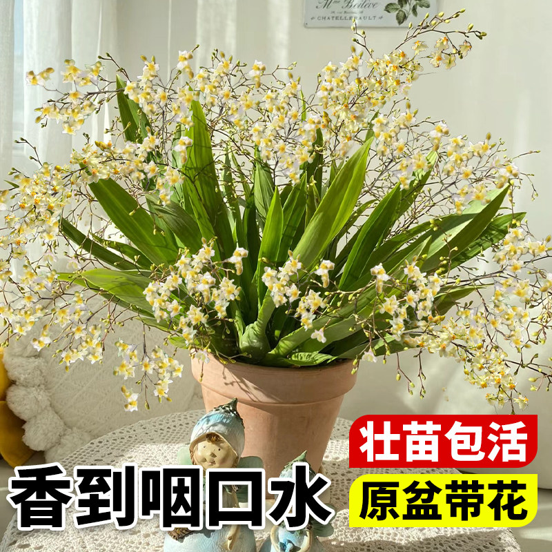 速发花心好花盆栽带文苞蜜糖梦培植物客厅带盆花卉室内兰养苗