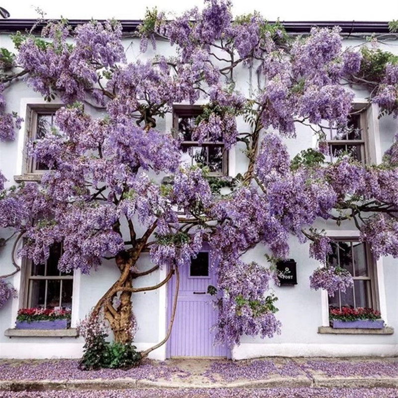 速发紫藤花爬藤植物老桩室外攀爬庭院围墙紫季藤花苗盆栽四开萝蔓