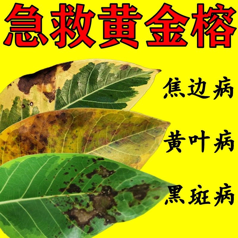 速发黄锈榕专用肥营养液肥料治金斑叶营发黑黄叶病药叶面喷施子养
