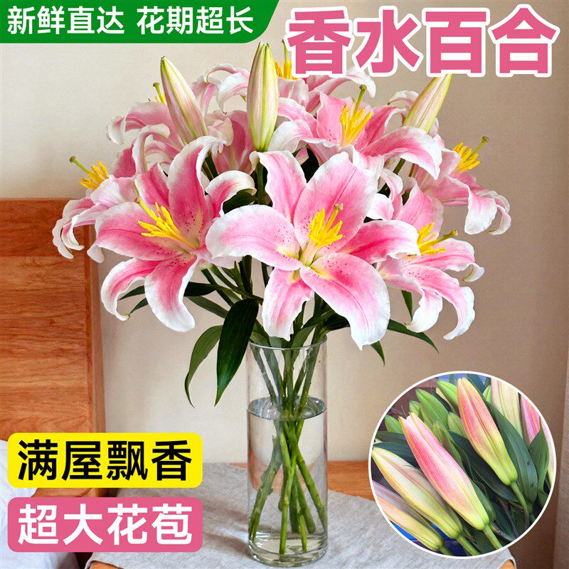 速发百合花带花苞新苗云南基地直发多头鲜切花束水培插花