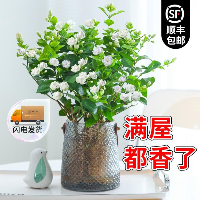 速发茉莉植盆栽四季培花水开植物带花苞花卉绿花室内办公室好养活