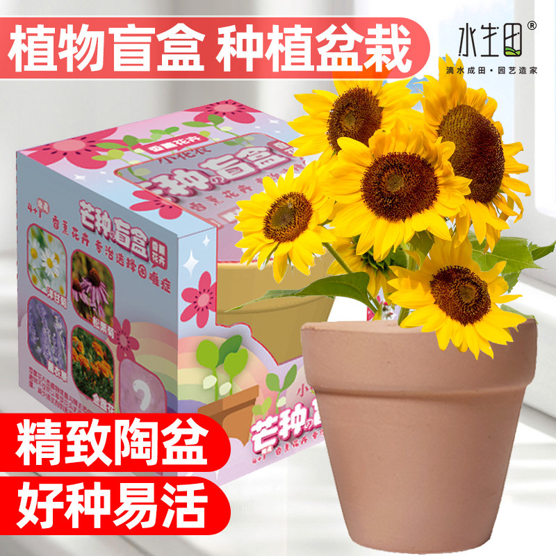 速发花你植物盆栽植童幼儿园种植小盆栽室内易活观察绿儿小学生小