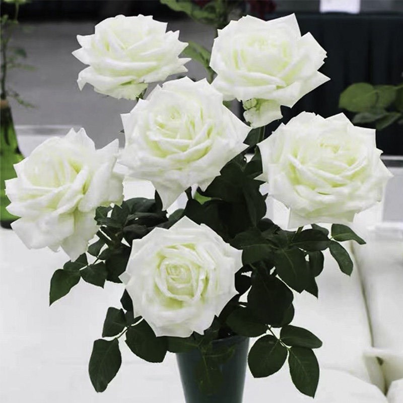 速发云南白玫瑰直送斗南白雪山玫瑰花束 生日祝福坦尼克骄傲