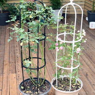 速发昙花专用支架铁艺花架爬藤室架台园艺置物架植物爬藤外花柱户