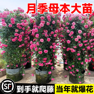 大苗别墅花院藤本植物特大蔷薇 开庭龙四宝石月季 速发爬藤月季 沙季