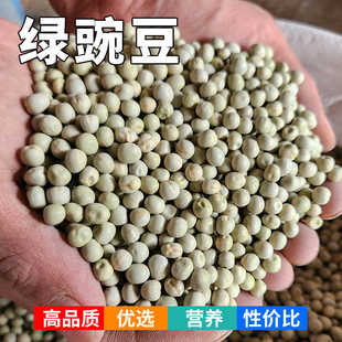 绿豌豆鸽粮 青豌豆喂鸽 粒酿酒发豆芽鸽子鸟食饲料信鸽赛鸽观赏
