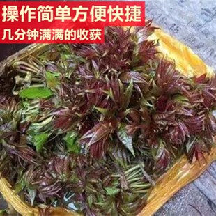 多功能槐花剪高枝剪修枝剪不锈钢修果树剪园林Q疏花稀果长杆树枝