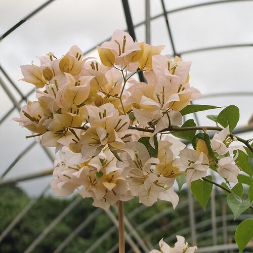 三角梅 黄女郎 扦插苗 w有育苗袋 盆栽绿植庭院阳台开花植物