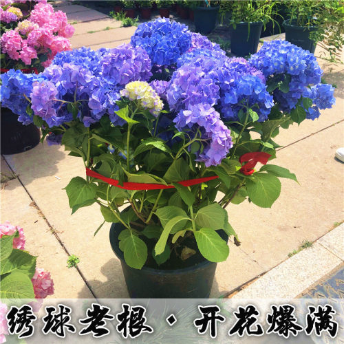 绣球花苗盆栽室内阳台庭院植物四季开花卉无N尽夏当年开花耐寒老