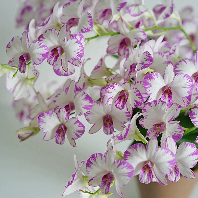 石斛兰盆栽带花泼墨石斛室内客厅秋石斛兰花花卉四U季开花绿植盆