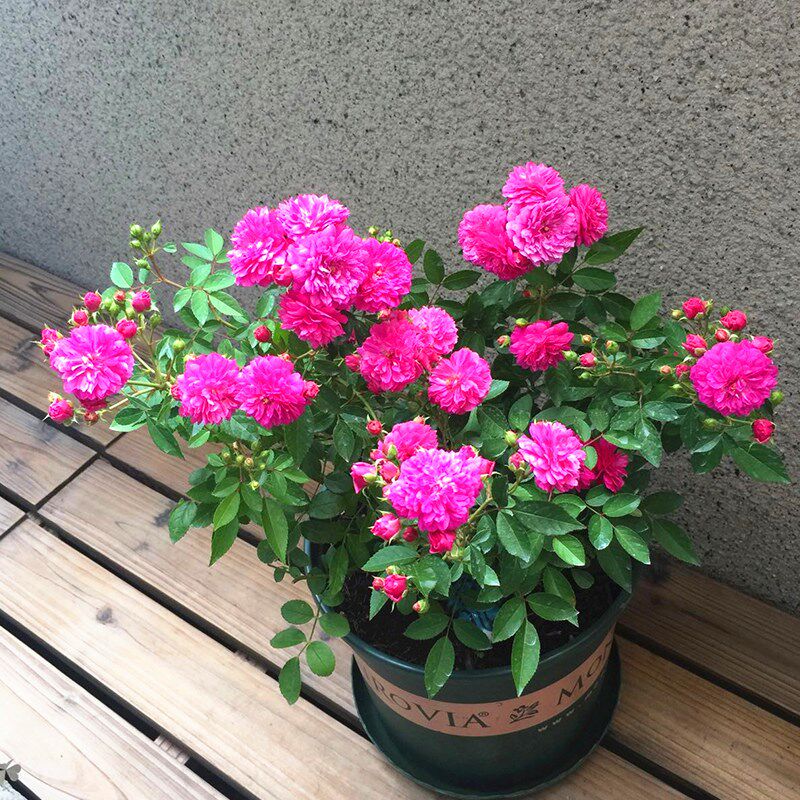 甜蜜马车月季花四季浓香灌木大花苗阳台盆L栽庭院地栽切花玫瑰欧