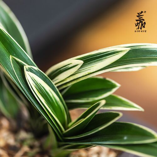 精品墨兰矮种兰花中国龙室y内矮种浓香兰花室内好养绿植盆栽