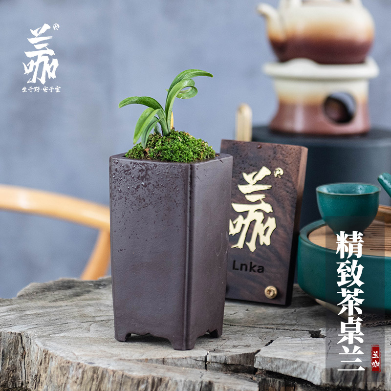 兰咖袖珍兰花草珍珠龙皱皮蛤x蟆艺矮种兰花茶桌兰送礼精品绿植花