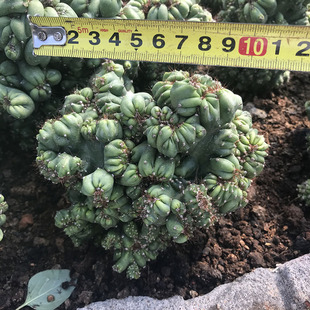 仙人掌罗汉山影拳状态好品相好防辐射多肉植物Q仙人球自根盆栽花