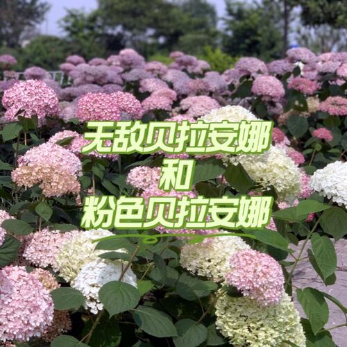 带花发货新品无敌贝拉安娜绣球大苗E耐寒耐晒大花木本绣球阳台盆