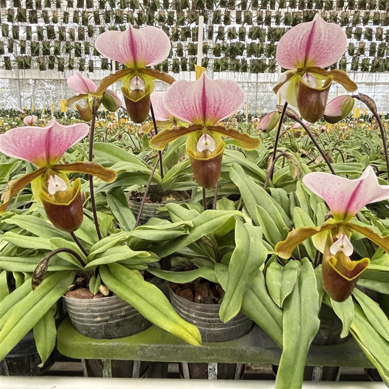 万峰绿缘兜兰花 白旗红旗花期F长大花室内桌面绿植盆栽