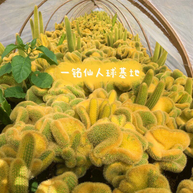 多肉植物仙人球黄金纽 缀化造型B奇特室内防辐射美观易养绿植盆栽