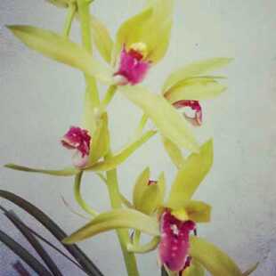 新品兰花红舌惠兰浓香兰花苗整颗连身兰花室内室内花卉.绿植小盆