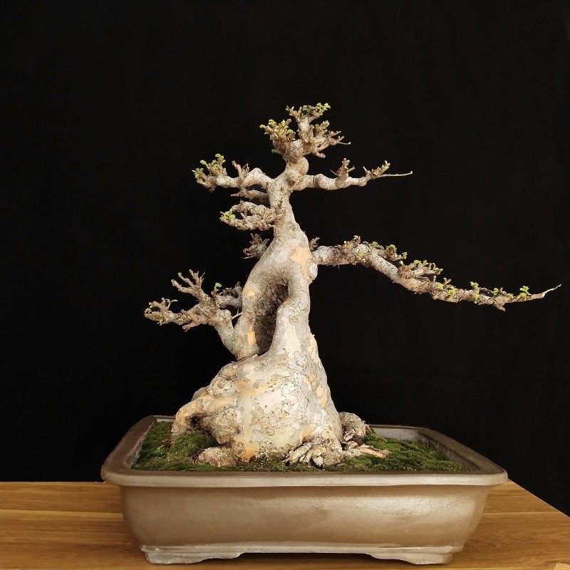 榆树盆景微型盆k栽绿植小叶榔榆熟桩老桩小叶榆 基地种植发货