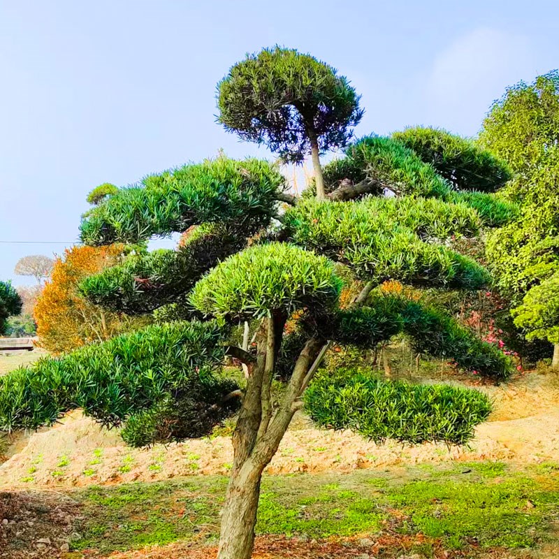 罗汉松造型树f罗汉松地栽盆栽小叶雀舌罗汉松庭院别墅鱼池假山种