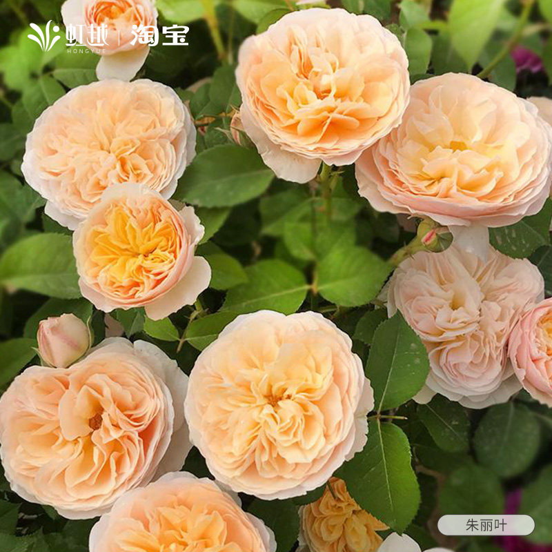 朱丽叶切花月季玫瑰花q苗盆栽大花浓香月季花小苗奥斯汀耐热庭院,鲜花速递/花卉仿真/绿植园艺,月季/蔷薇/玫瑰,淘宝优惠券,粉丝福利购,淘宝优惠卷