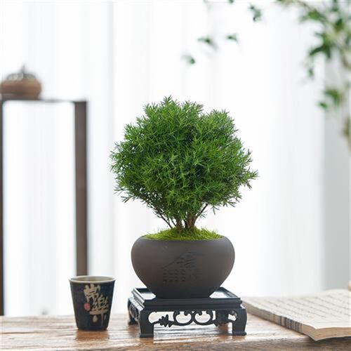 雾凇盆栽雾松盆景好养室内绿植花卉四季常青客厅办公W室桌面小植