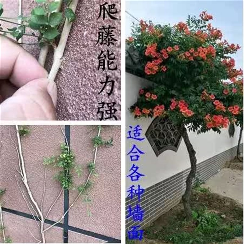 耐寒凌霄花苗爬藤植物四季好养花卉绿I植盆栽庭院阳台炮仗花大苗