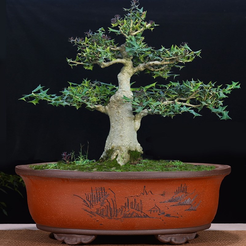 宜兴紫砂花盆特大椭圆形盆景盆马槽盆G榕树盆种菜盆陶瓷花盆老桩