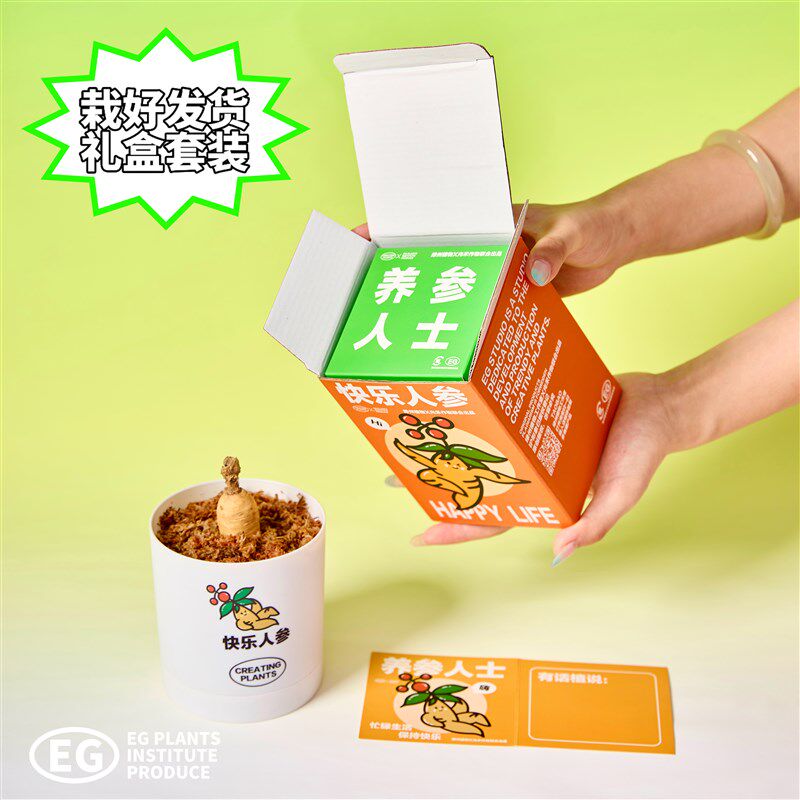 绿州快乐人参盆栽创意植物办公y室桌面绿植懒人室内好养国庆节礼