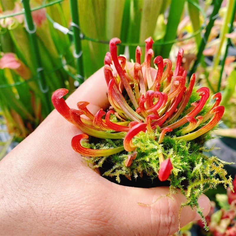【红勾瓶子草】食虫植物 瓶子草实生苗 包邮