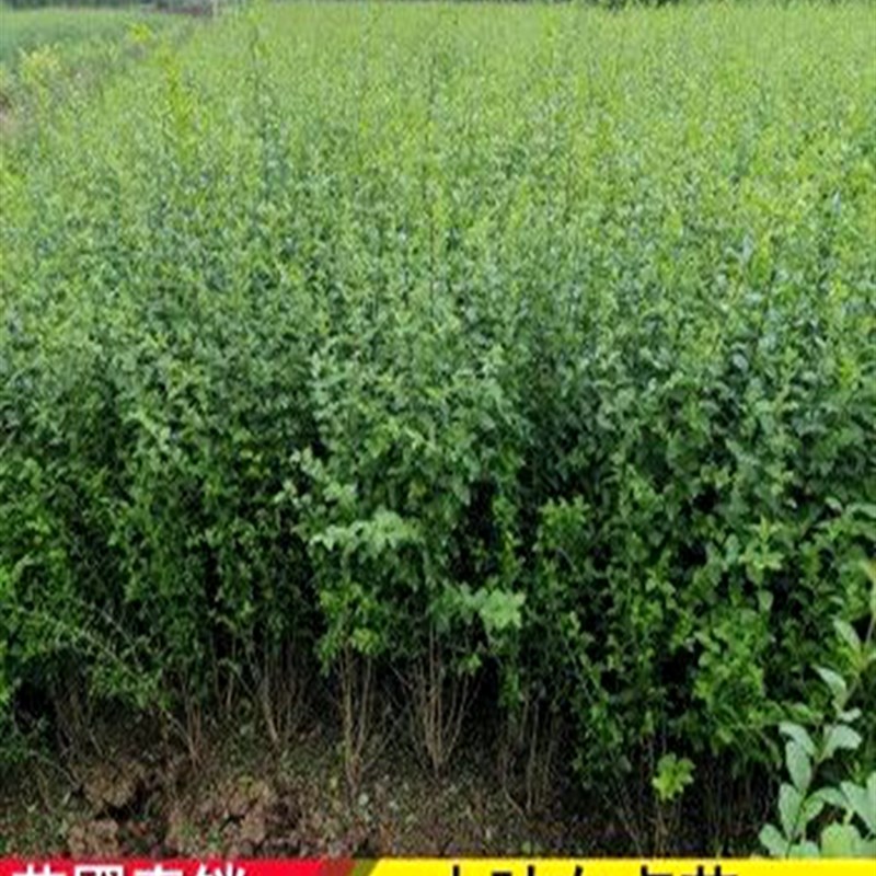 小叶女贞造型树球形苗庭院别墅亮晶篱笆围墙植物观叶四季常青苗木