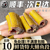土黄鳝鱼段新鲜去头去脏鲜活现杀原生态鳝鱼片段炖骨煲汤鳝段商用