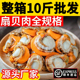特大号扇贝肉新鲜冷冻海鲜无冰衣特大大带膏带黄蒜蓉粉丝商用批发