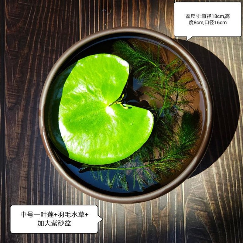 一叶莲无土水生水培植物水生水养鱼池碗莲盆盆栽莲花水养池塘水生