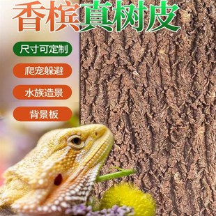 香槟树皮鱼缸背景板天然真树皮造景装饰绿植墙爬宠躲避箱软木树皮