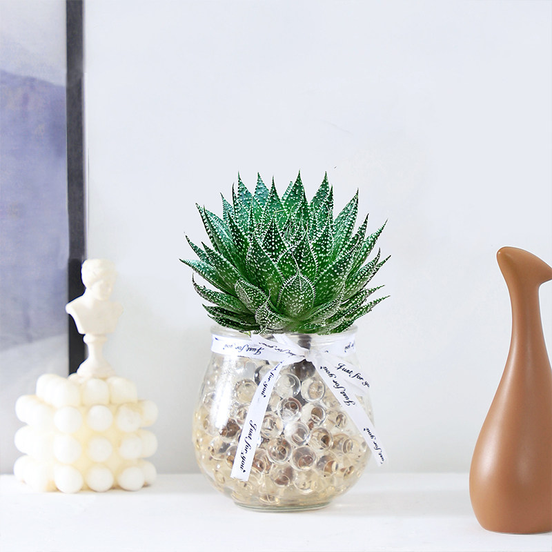 雪花芦荟水培植物盆栽室内绿植花卉好养四季多肉植物净化空气花