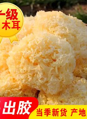 大朵银耳古田白木耳干货糯银耳雪耳新鲜无硫非丑耳碎片莲子羹出胶