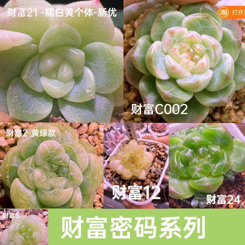 速发财富密码多肉蜗牛大叔 非米拉拉李铁物甜心一锤一拍巫格包邮