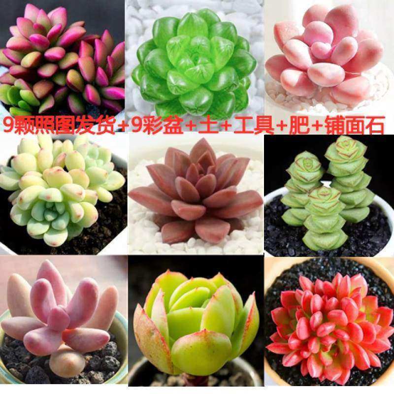 速发uu culet SScculetcplats Ped succulet expesive goods