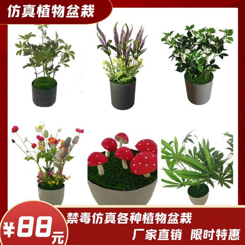 速发花模型 禁毒传统仿真模型 原生植物模型