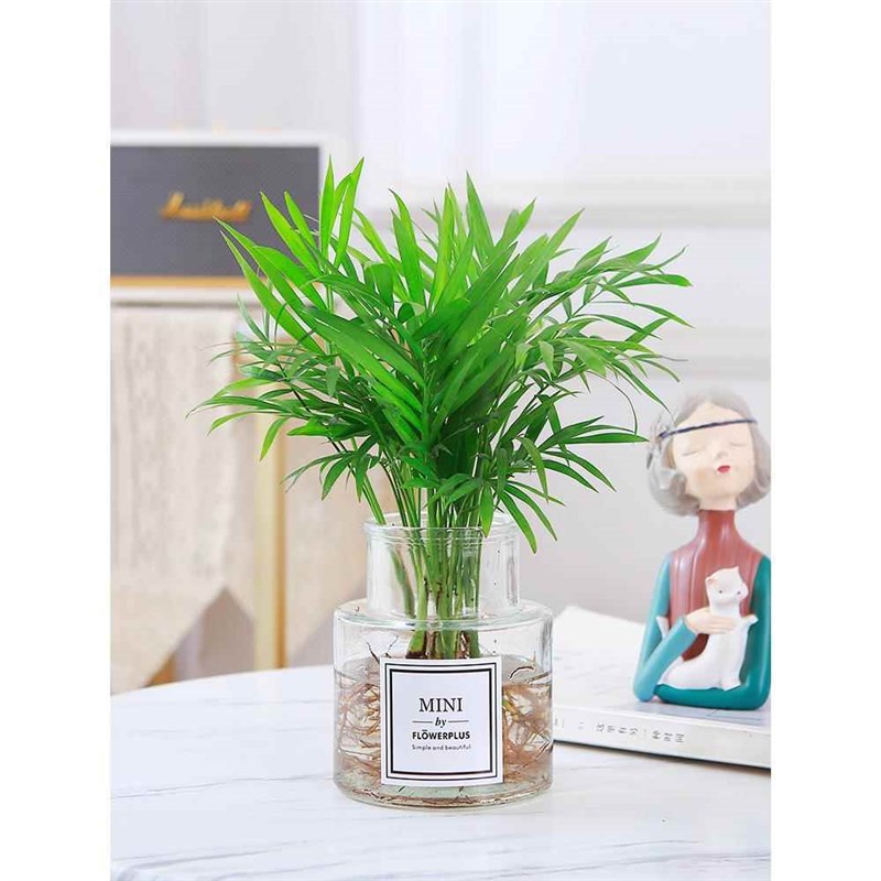 袖珍椰子水培植物富贵椰子盆栽绿植室内水养花卉散尾葵观叶小盆景