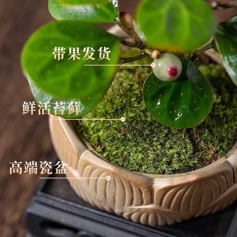 小盼菩提树带果盆景植物四季常青室内盆栽禅意摆件办公室客厅桌面