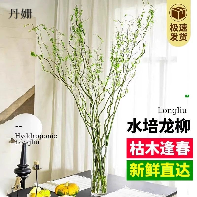龙柳鲜枝水培植物藤条干枝支水养富贵竹室内绿植盆栽花卉重瓣雪柳