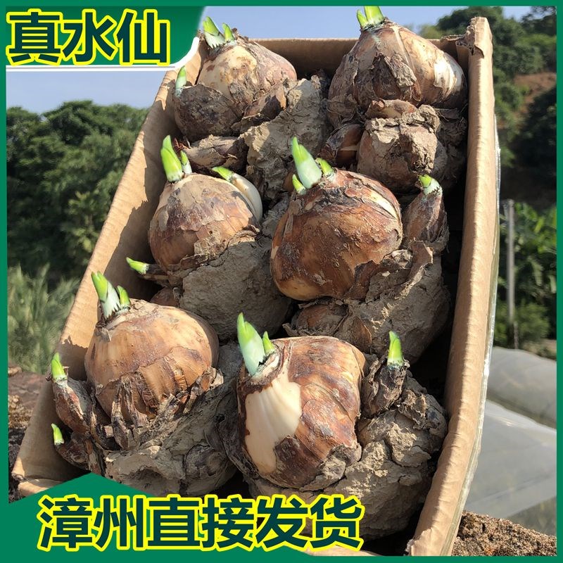 【爆品】水仙花水培四季开花盆栽耐寒植物室内易养活花卉绿植盆栽