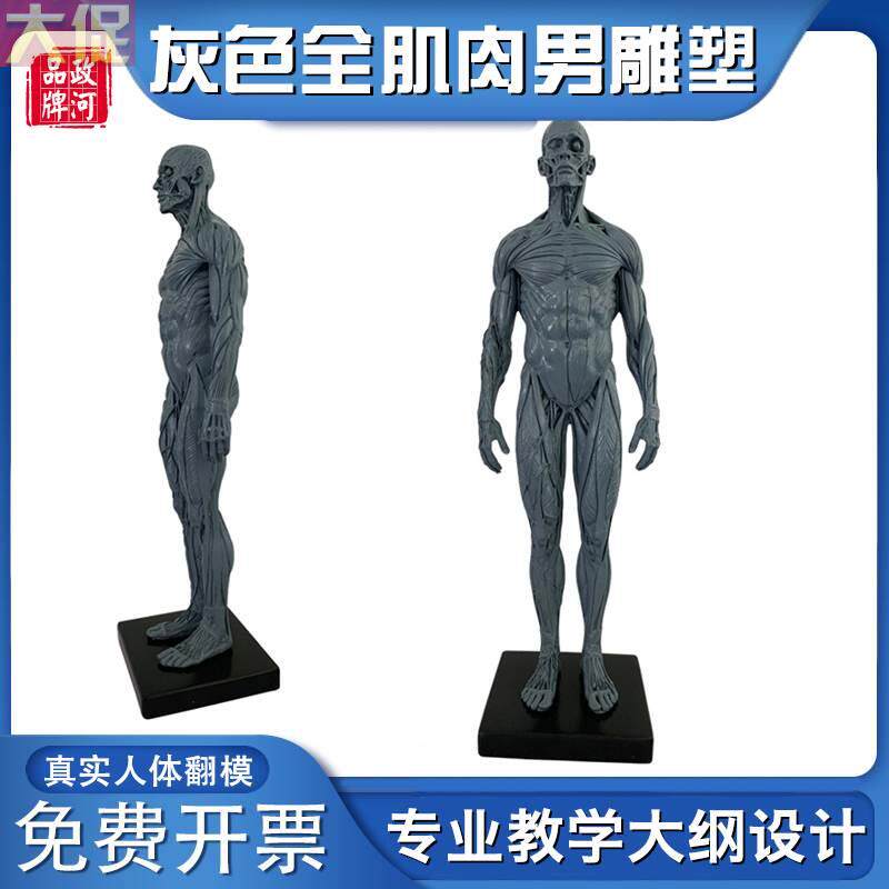 极速灰色全身肌肉男人型艺术用绘画雕塑人体教学模模型健身瑜伽