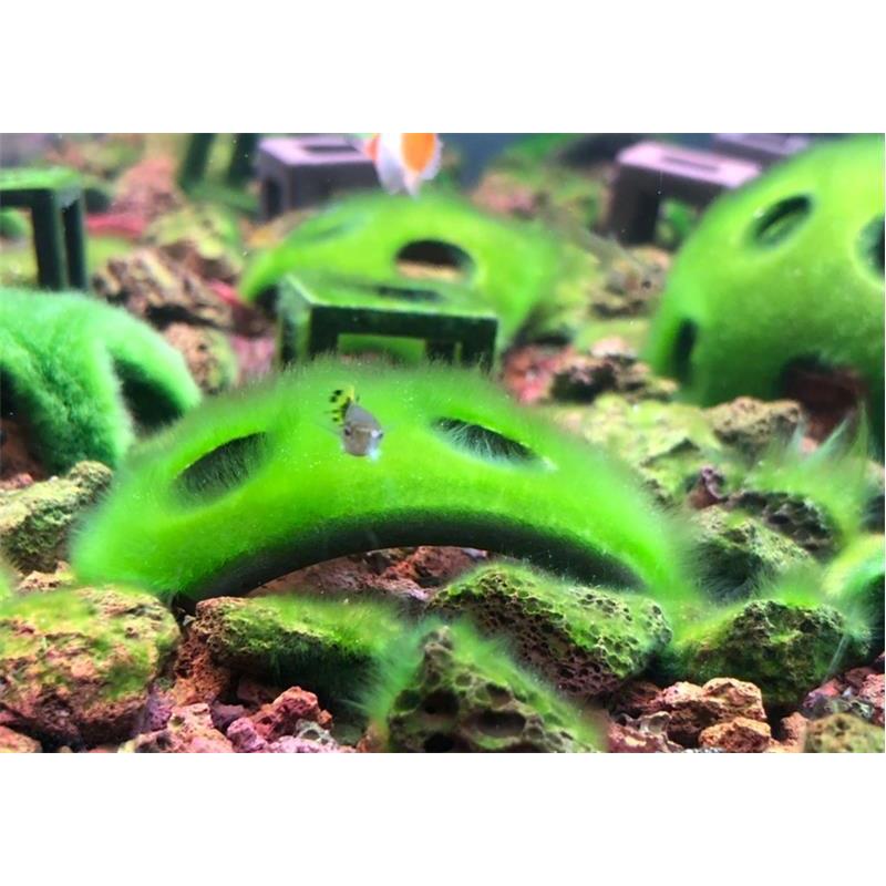 短绒藻长绒藻孢子引种藻种藻源藻石鱼缸造景鱼虾天然绿苔藻种