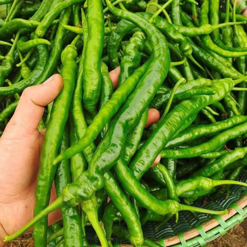 新鲜辣椒农家自种本地季节蔬菜青线椒二荆条现摘现发