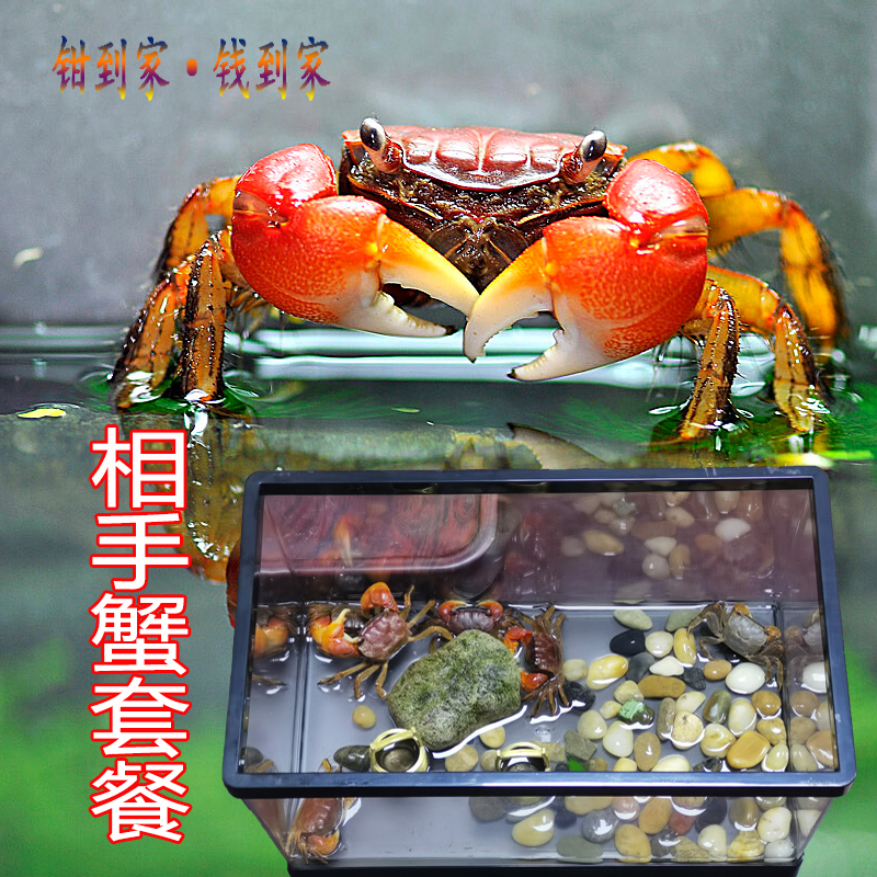 儿童新宠物呆萌迷你淡水蟹相手蟹