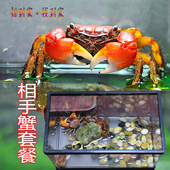 观赏蟹活体螃蜞宠物相守蟹缸淡水小螃蟹迷你辣椒蟹将军红鳌相手蟹
